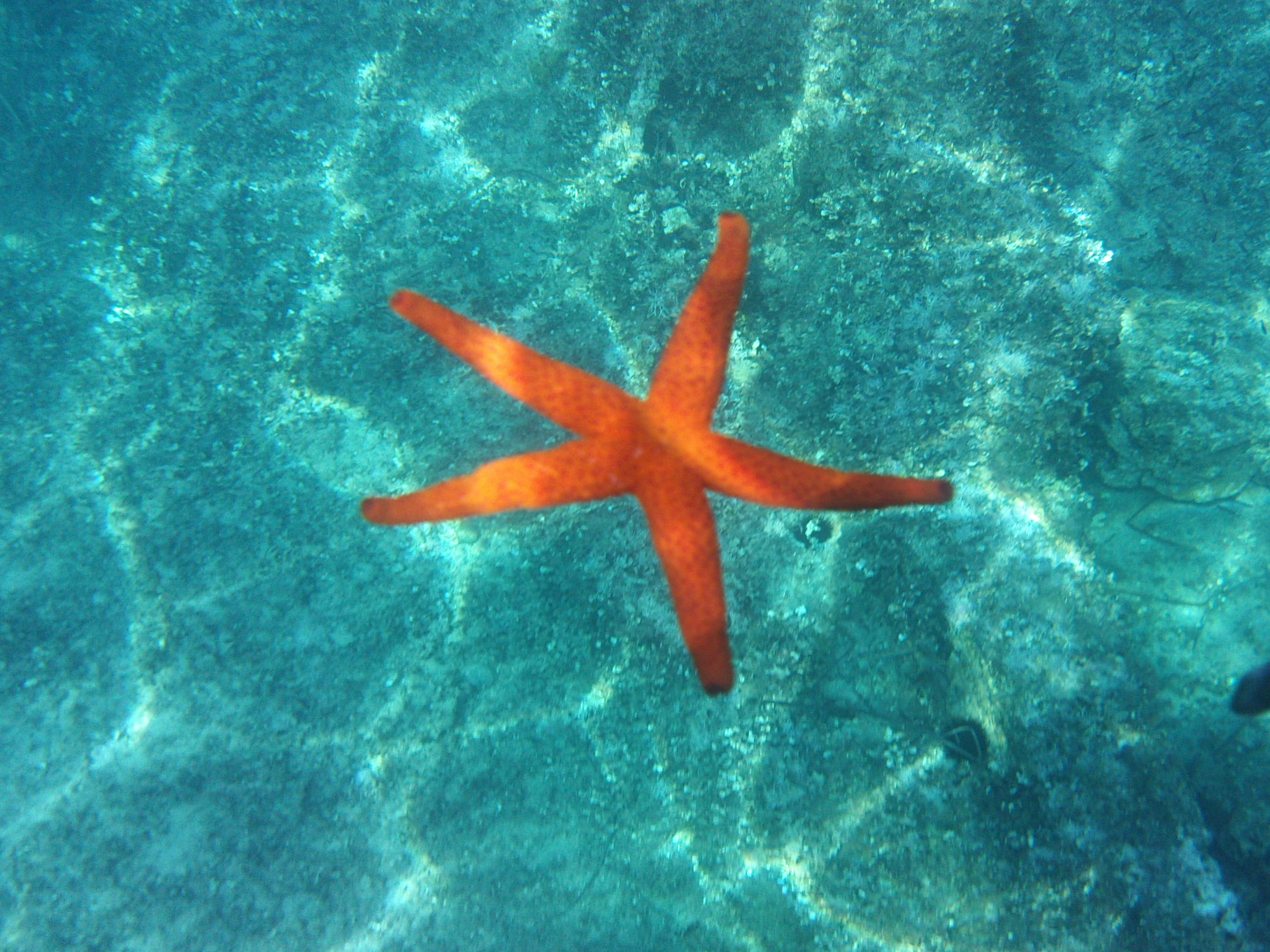 Следы в красном море. Морская звезда хенриция. Солястер морская звезда. Морская звезда в море. Оранжевая морская звезда.